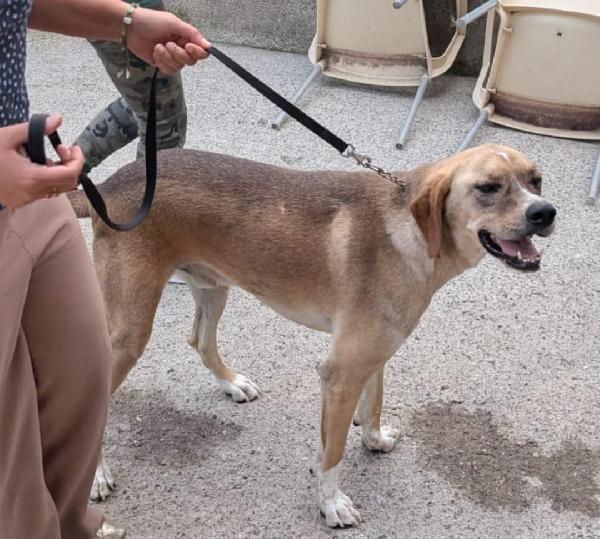 Dylan, splendido meticcio Foto 5